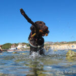 Dog friendly Isle of Wight holiday rentals near the beach