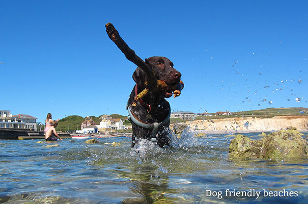 Dog Friendly Isle of Wight