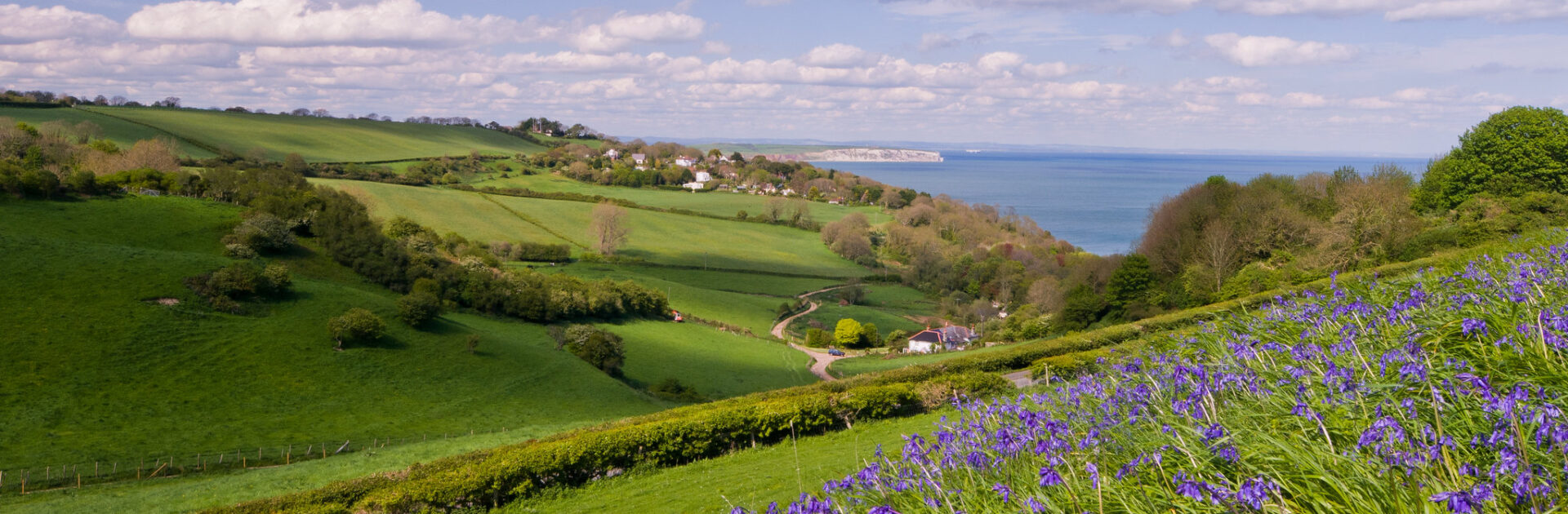 A scenic coastal view of the Isle of Wight featuring spring bluebells in the foreground and the English Channel in the background.
