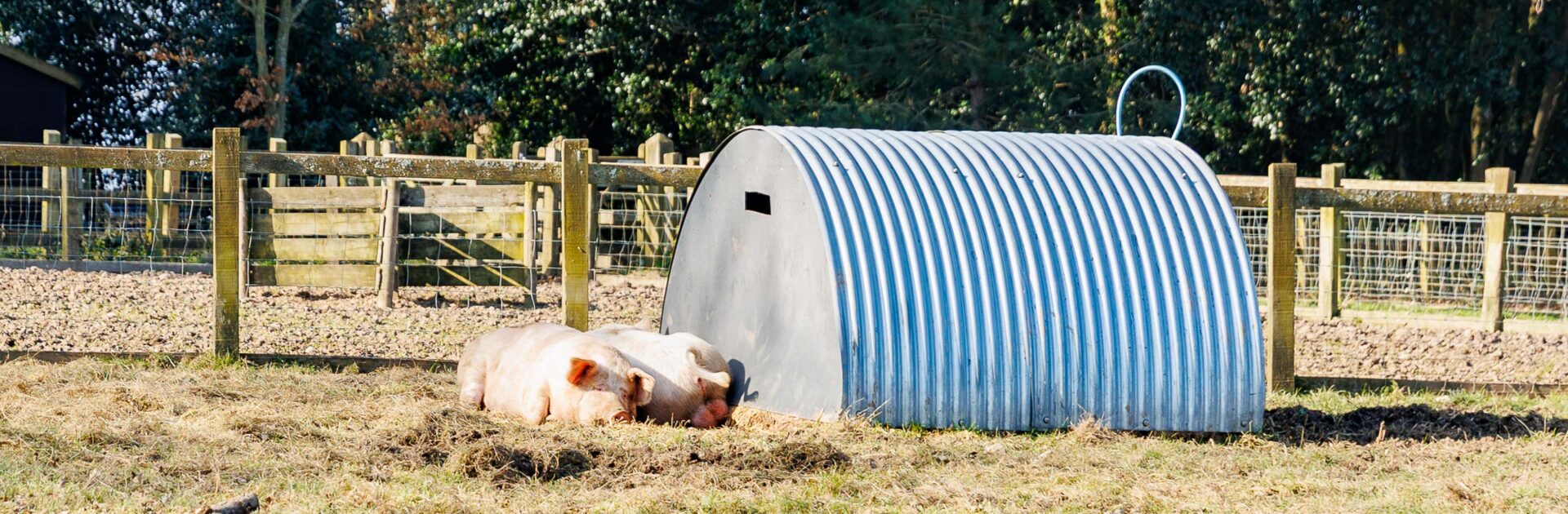 Meet the famous resident pigs at Quarr Abbey, a highlight for guests staying at our dog-friendly Isle of Wight farmhouse.